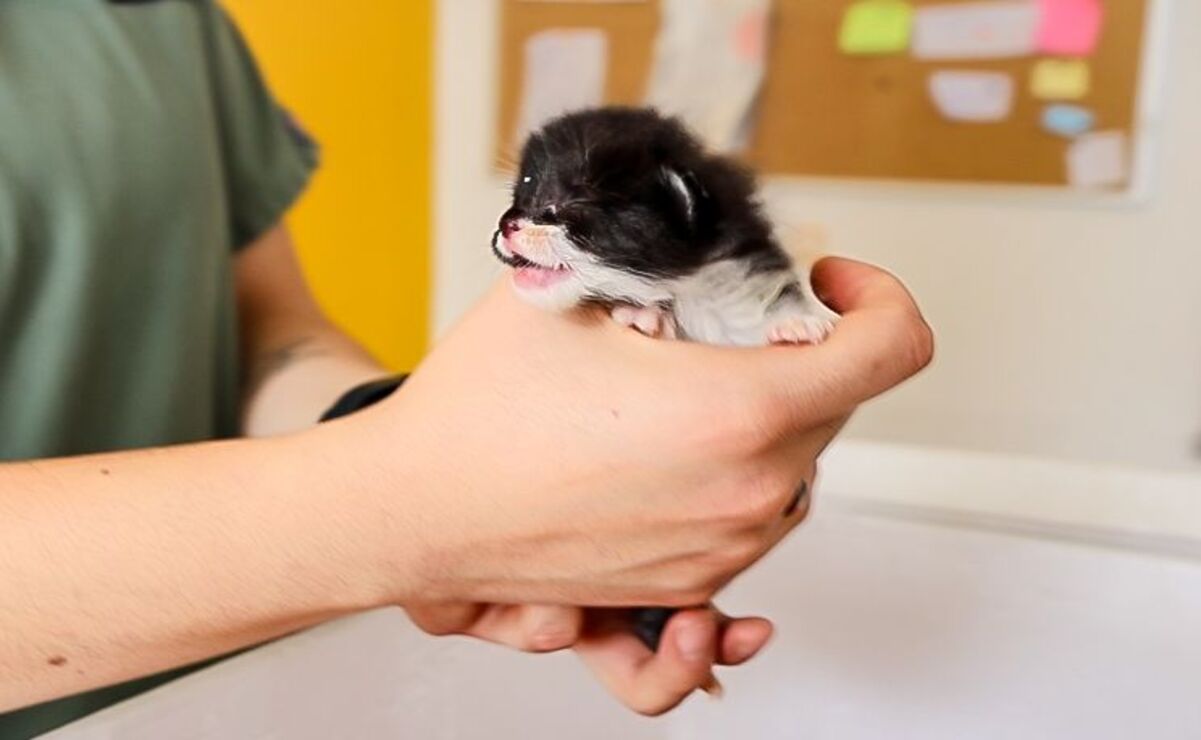 Actualmente, en el CCyBA hay tres gatos listos para ser adoptados. Foto: Sergio García / El Universal Estado de México 