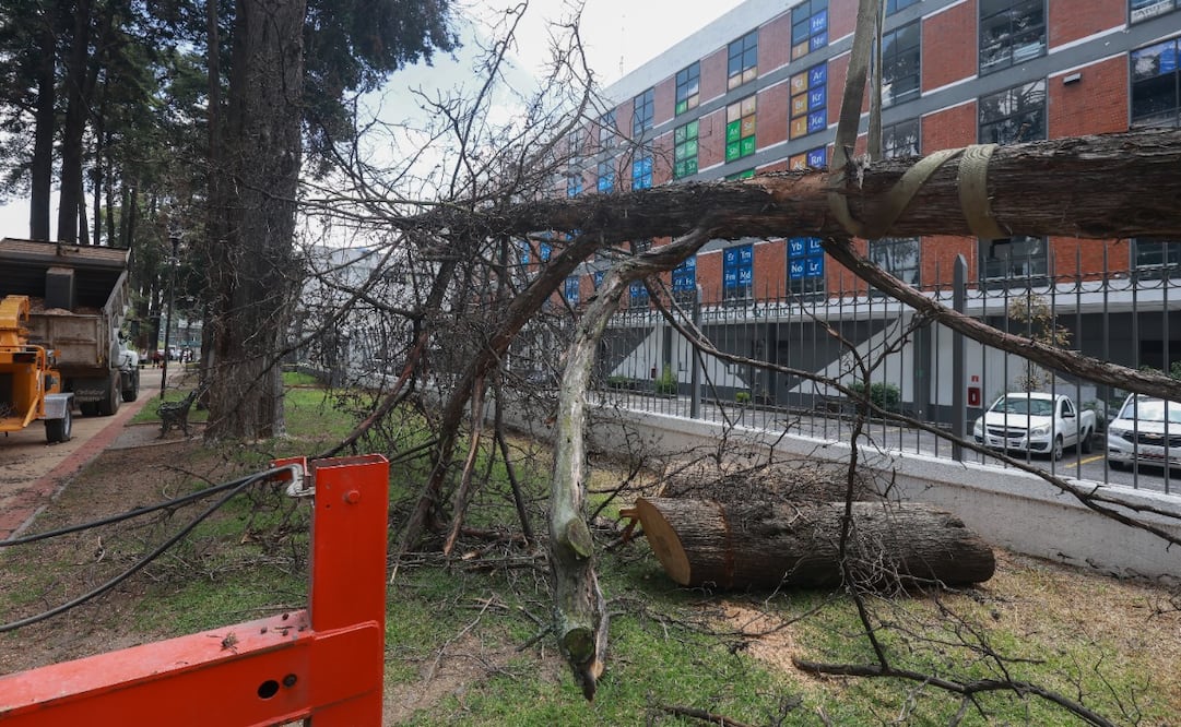 Personal del Ayuntamiento de Toluca inició los trabajos de retiro de árboles secos y muertos en pie sobre Paseo Colón. Foto Alejandro Vargas/El Universal Edomex