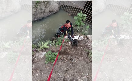 ¡Bombero heroico! rescata a dos cachorros abandonados en río de Tepotzotlán