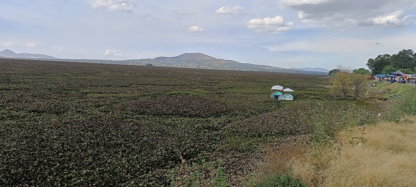 El lirio acuático absorbe el oxígeno del agua y pone en riesgo a especies como patos negros y garzas, además de comprometer la supervivencia de más de 30 mil alevines liberados recientemente. Foto Gisela González / El Universal