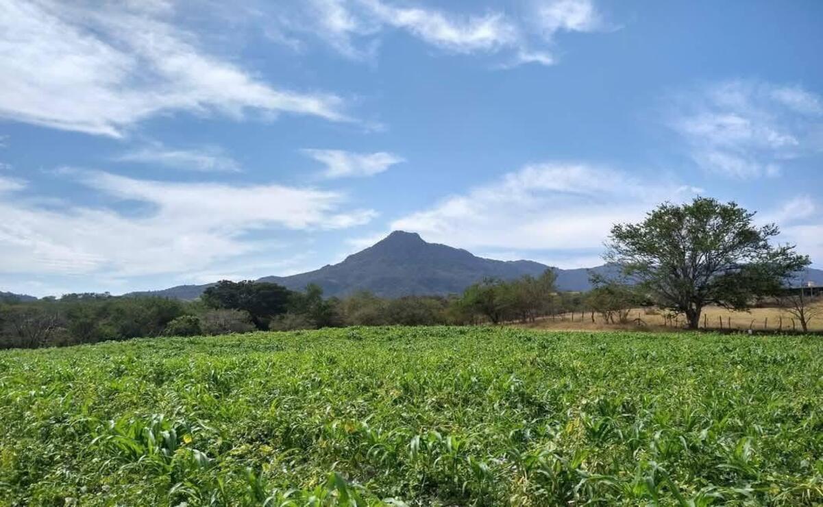 El precio del kilo de tomate de primera calidad con los campesinos es de 20 pesos / Foto Especial
