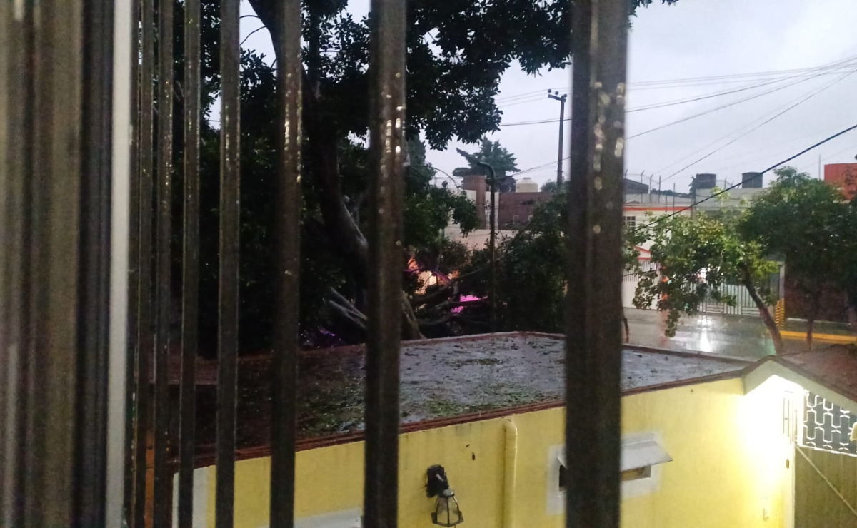 Las lluvias derribaron un árbol en Tlalnepantla y causaron encharcamientos en varias avenidas. Foto: Especial
