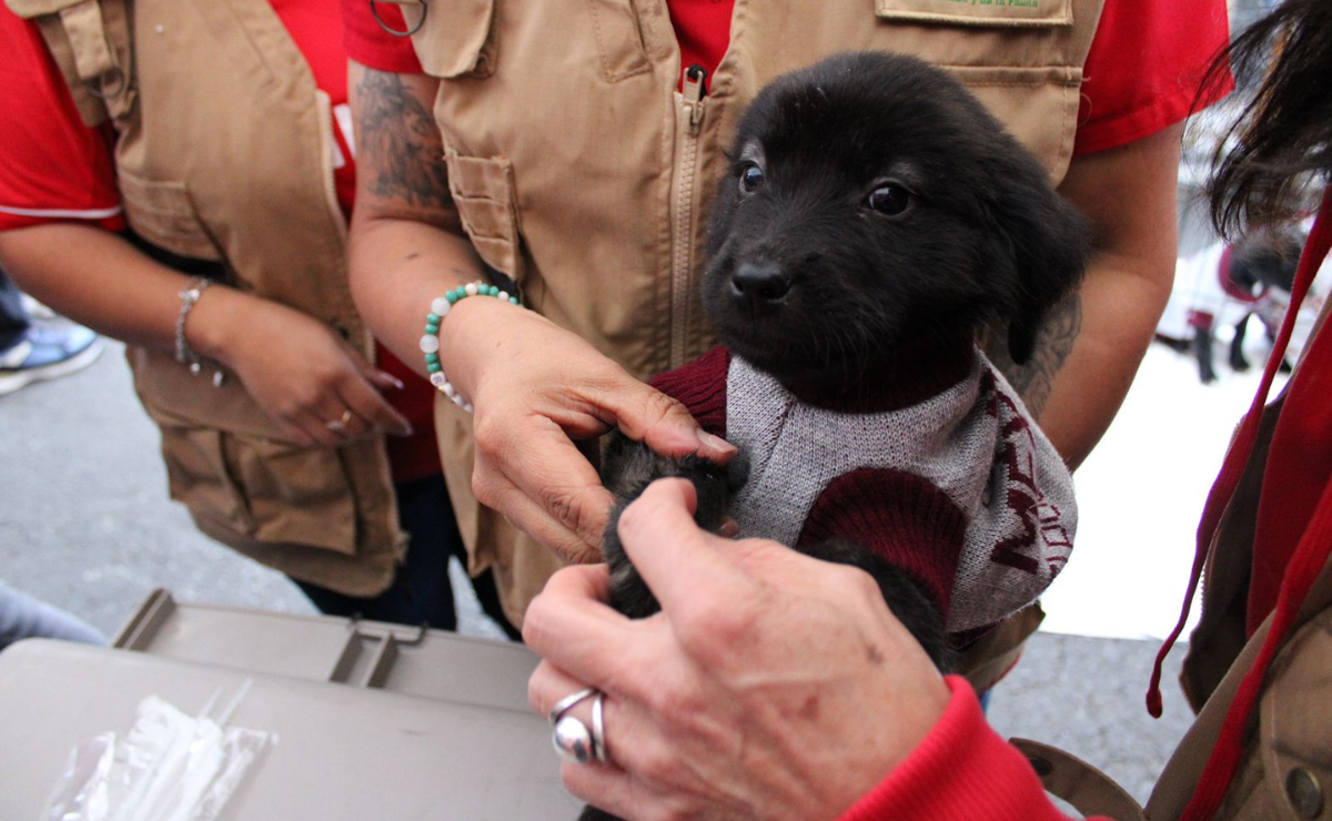 Más allá del fútbol: la campaña "La Mejor Jugada es Adoptar", da segundas oportunidades a animales en el Estado de México. Foto: Especial