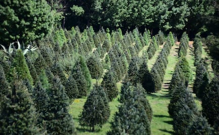 Impulso a la economía local: Edomex invita a adquirir árboles de Navidad locales