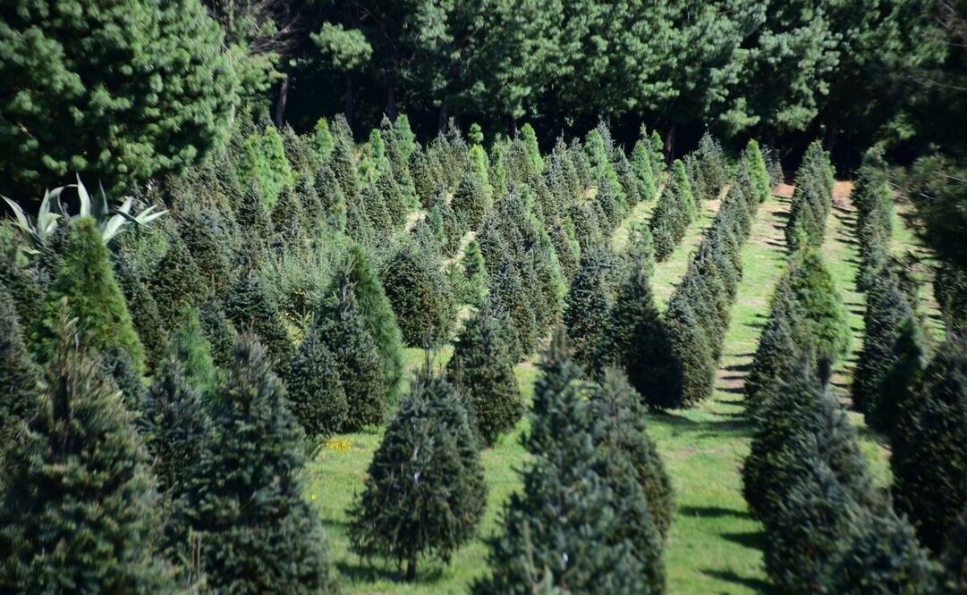 Hay 40 mil árboles de Navidad disponibles para su venta, este año / Foto Especial