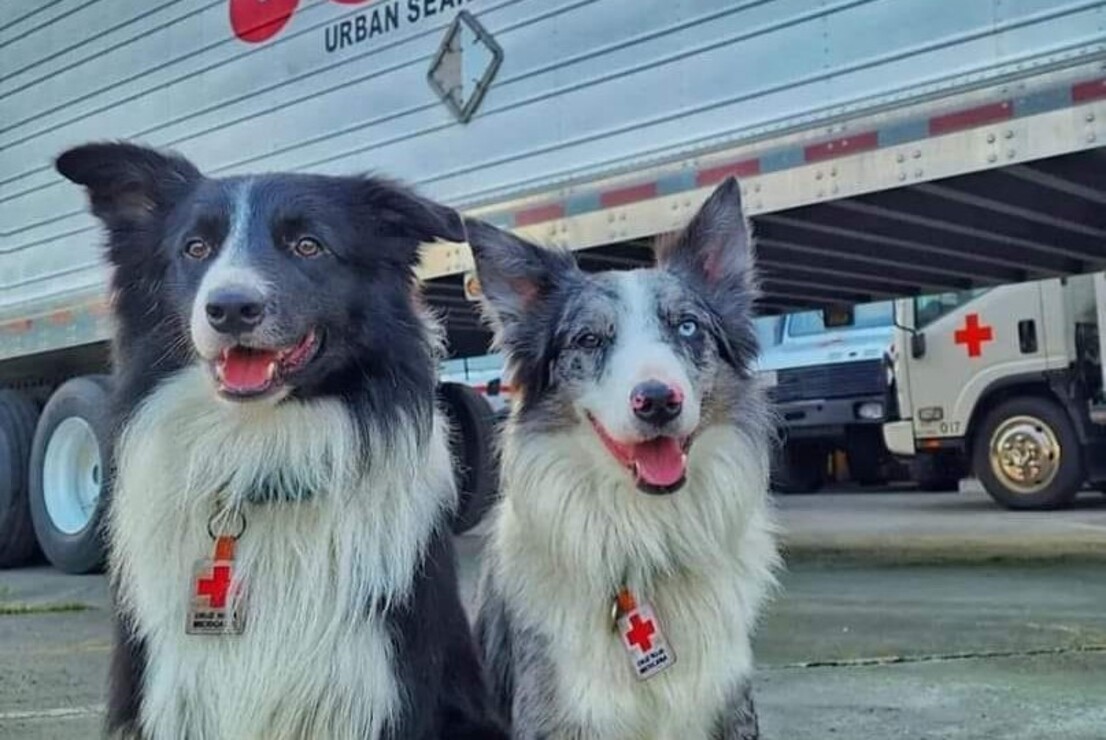 Estos hermanos siguen el legado de su padre, el perrito rescatista Athos. Foto: Especial. 
