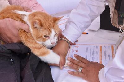 Edomex creará el Registro Único de Animales de Compañía: será obligatorio y gratuito