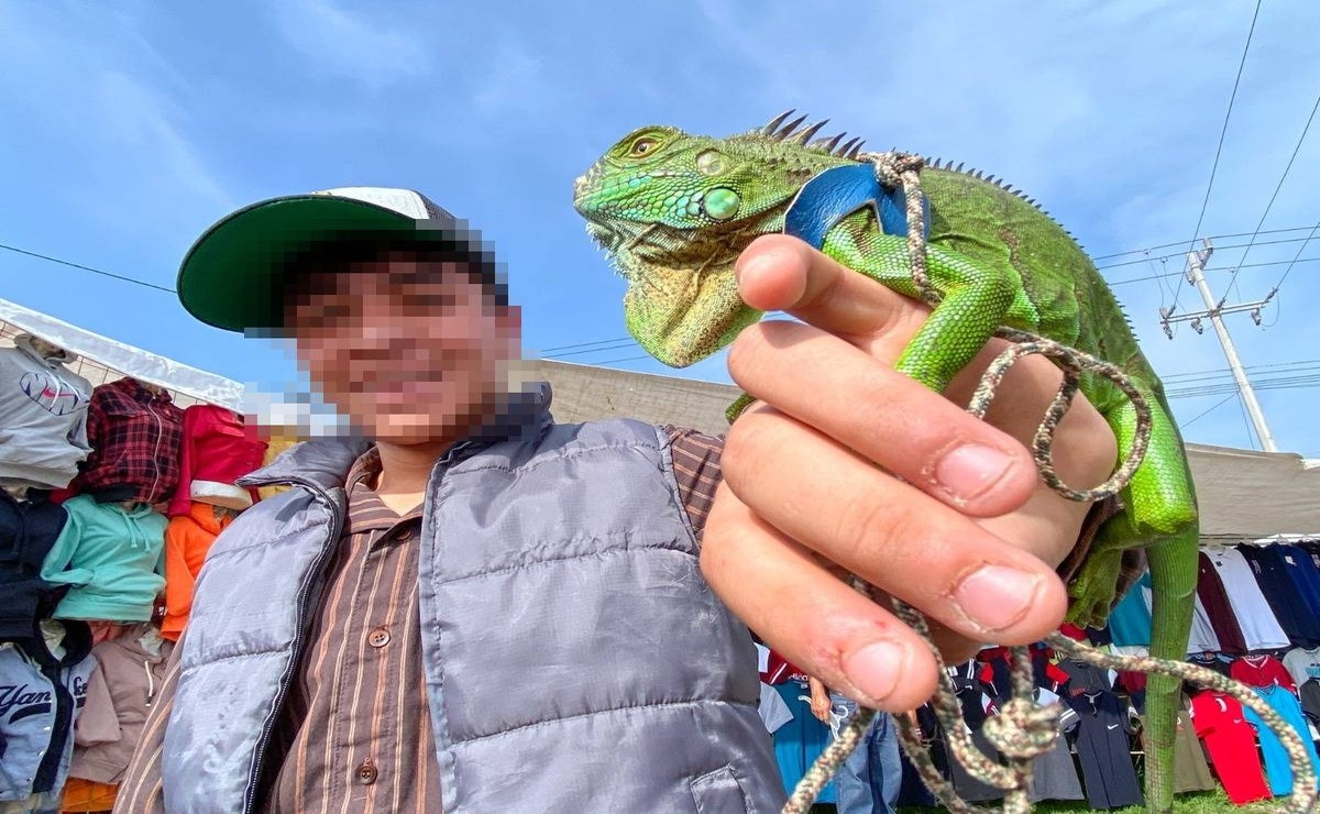 Venta de animales exóticos en Mercado Ganadero del Puente de San Bernabé