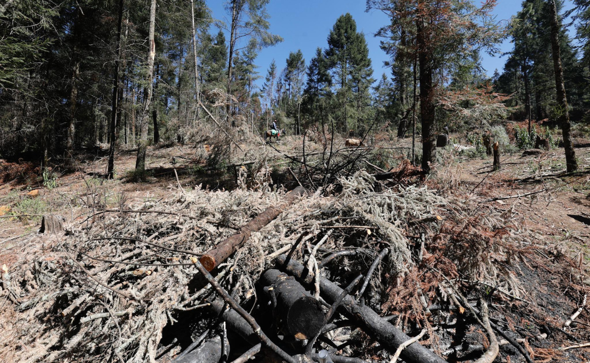 Nuevo decreto en Edomex busca frenar la pérdida de bosques por tala ilegal, con penas de hasta 110 años Foto: Alejandro Vargas