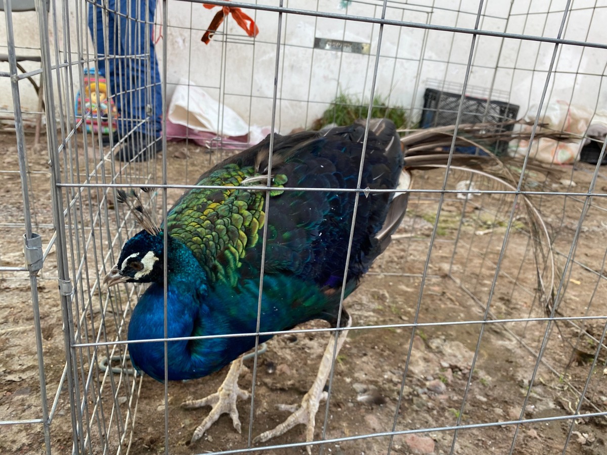 Animales exóticos en mercado del puente de san Bernabé