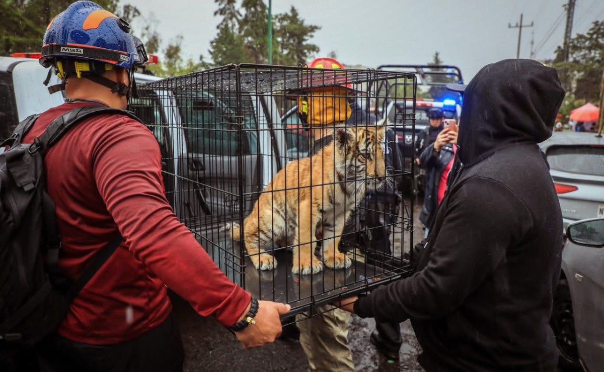 De la jaula a la justicia: Así fue el rescate de un cachorro de tigre en un domicilio de Naucalpan Foto: Especial