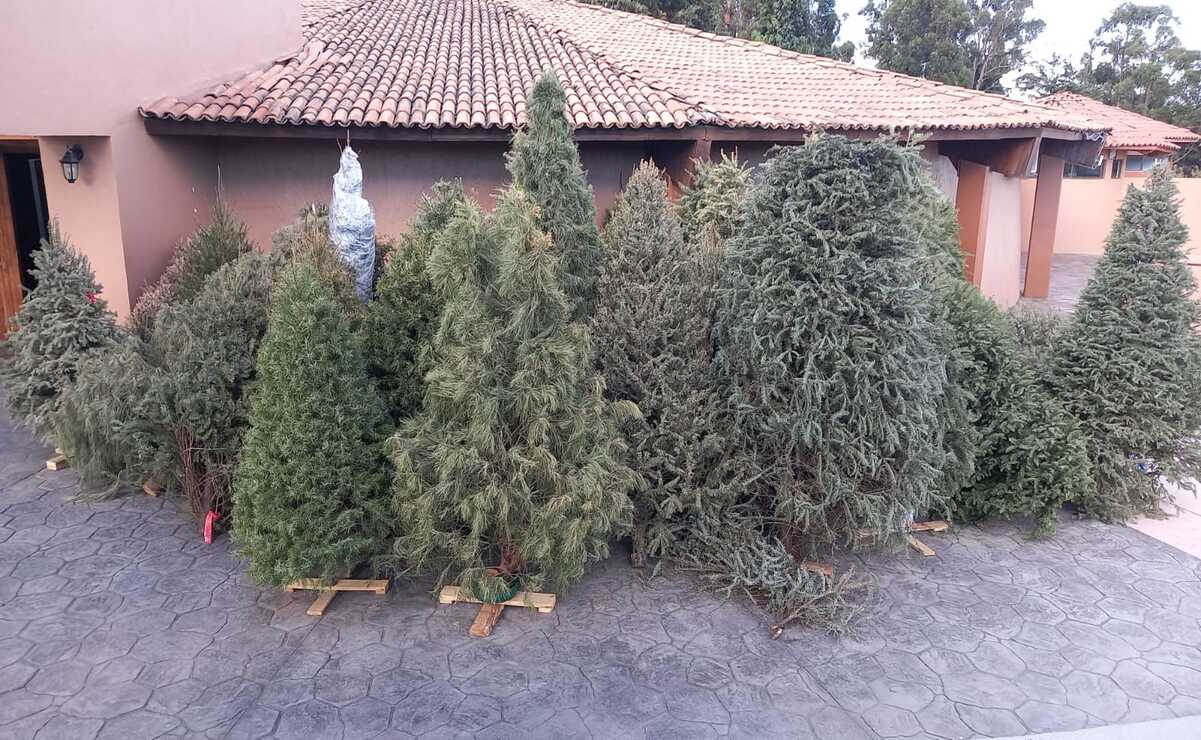 El reciclaje de árboles de Navidad representa una alternativa sostenible./ Foto Especial