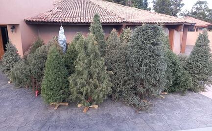 Edomex: Zacango utiliza árboles de Navidad para enriquecer el entorno de sus animales