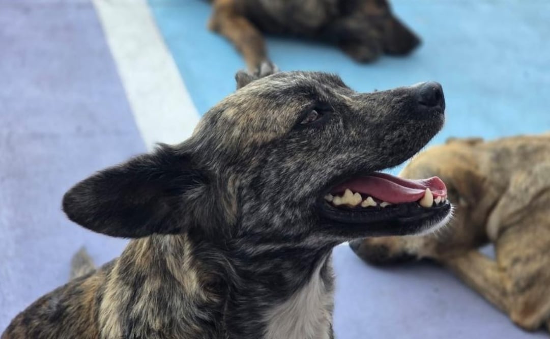 Tras las cirugías, los caninos y felinos reciben cuidados y resguardo supervisado durante un periodo de recuperación de 8 a 10 días. Foto Especial