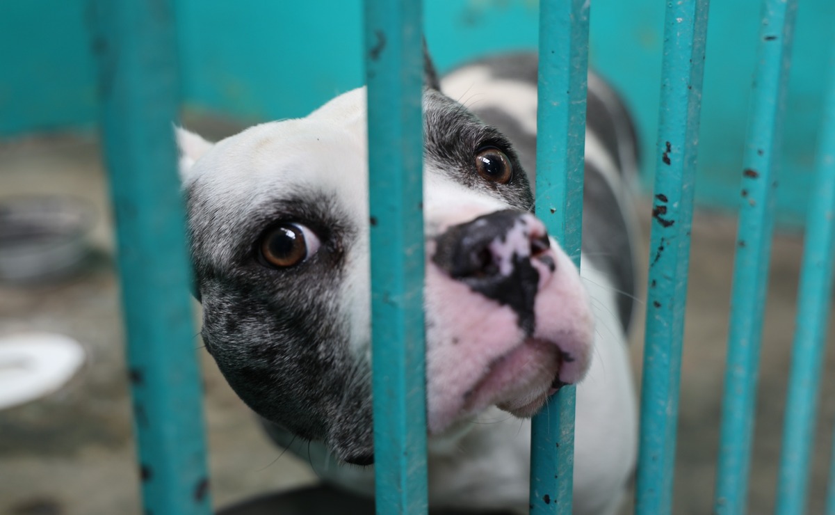 Centro de Control y Bienestar Animal de Toluca rescata y rehabilita a perros, víctimas de maltrato