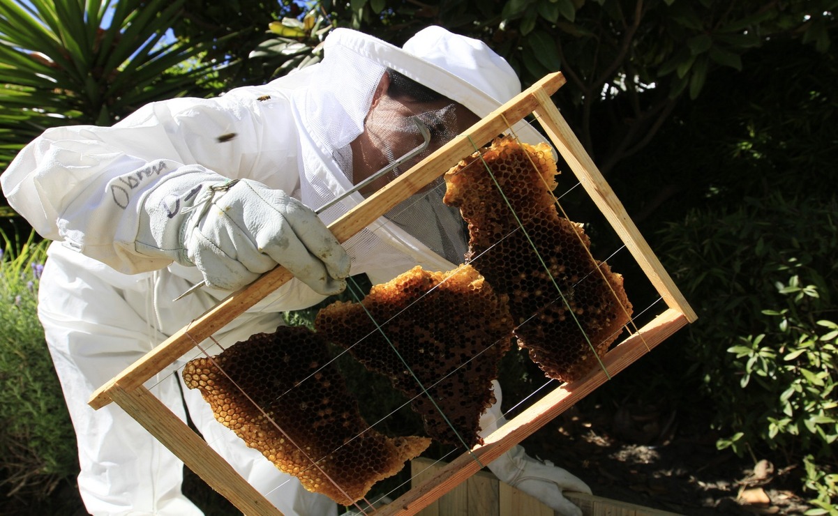 El robo de cajones donde se resguardan las abejas ha provocado un aumento de más del 100 por ciento en el precio de la miel / Foto: Alejandro Vargas