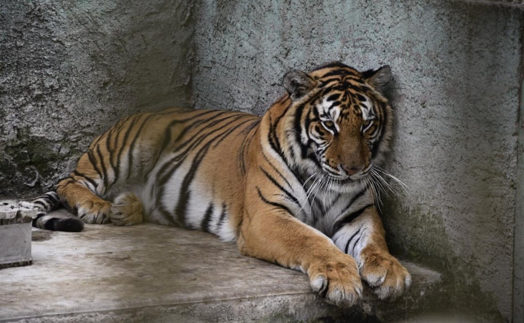 CEPANAF atiende animales rescatados en Ocoyoacac Foto: Especial