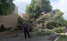Árbol colapsa en la colonia Héroes y moviliza a los servicios de emergencia en Coacalco