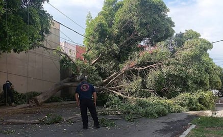 Árbol colapsa en la colonia Héroes y moviliza a los servicios de emergencia en Coacalco