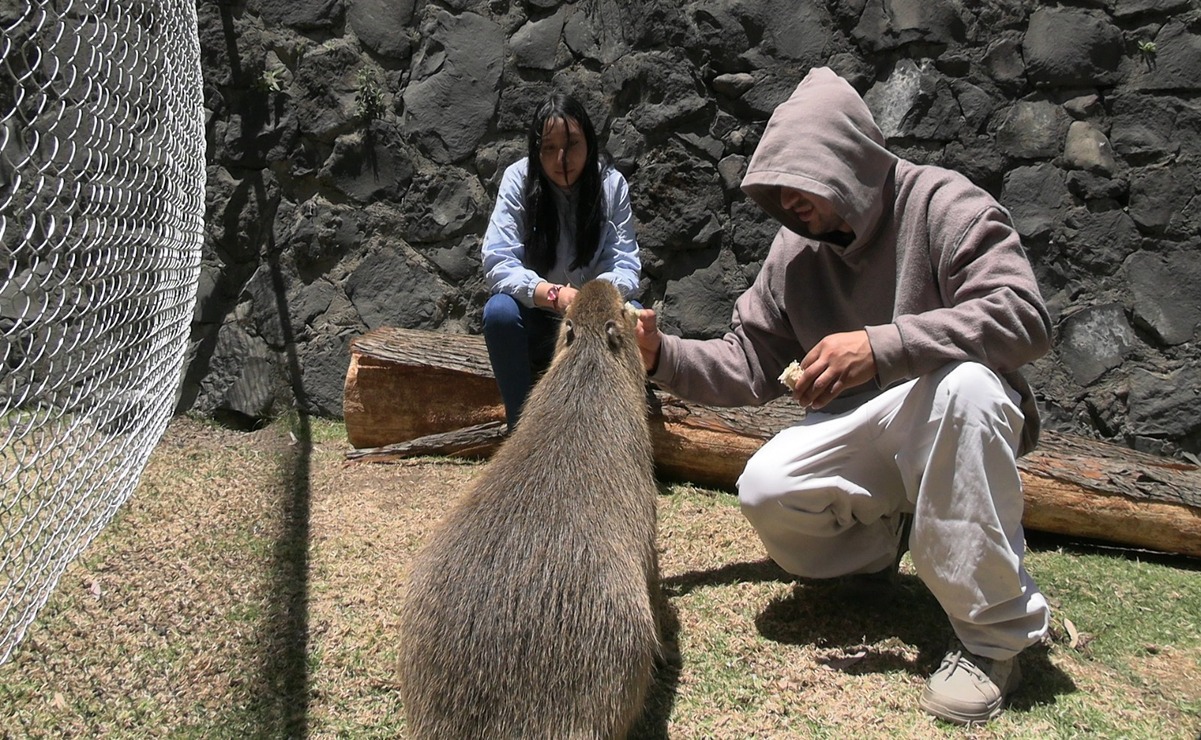 Los capibaras no pueden ser mascotas / Foto Especial