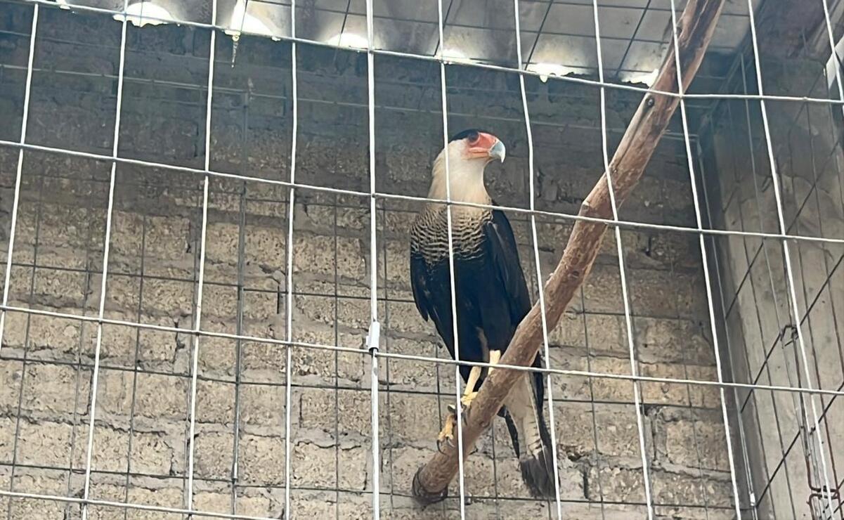 Rescatan a 115 aves y un caracara en peligro de extinción durante cateo en Atizapán