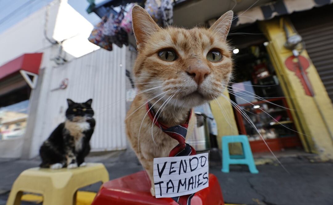 Este 20 de febrero es el Día Internacional del Gato. Foto: Jorge Alvarado