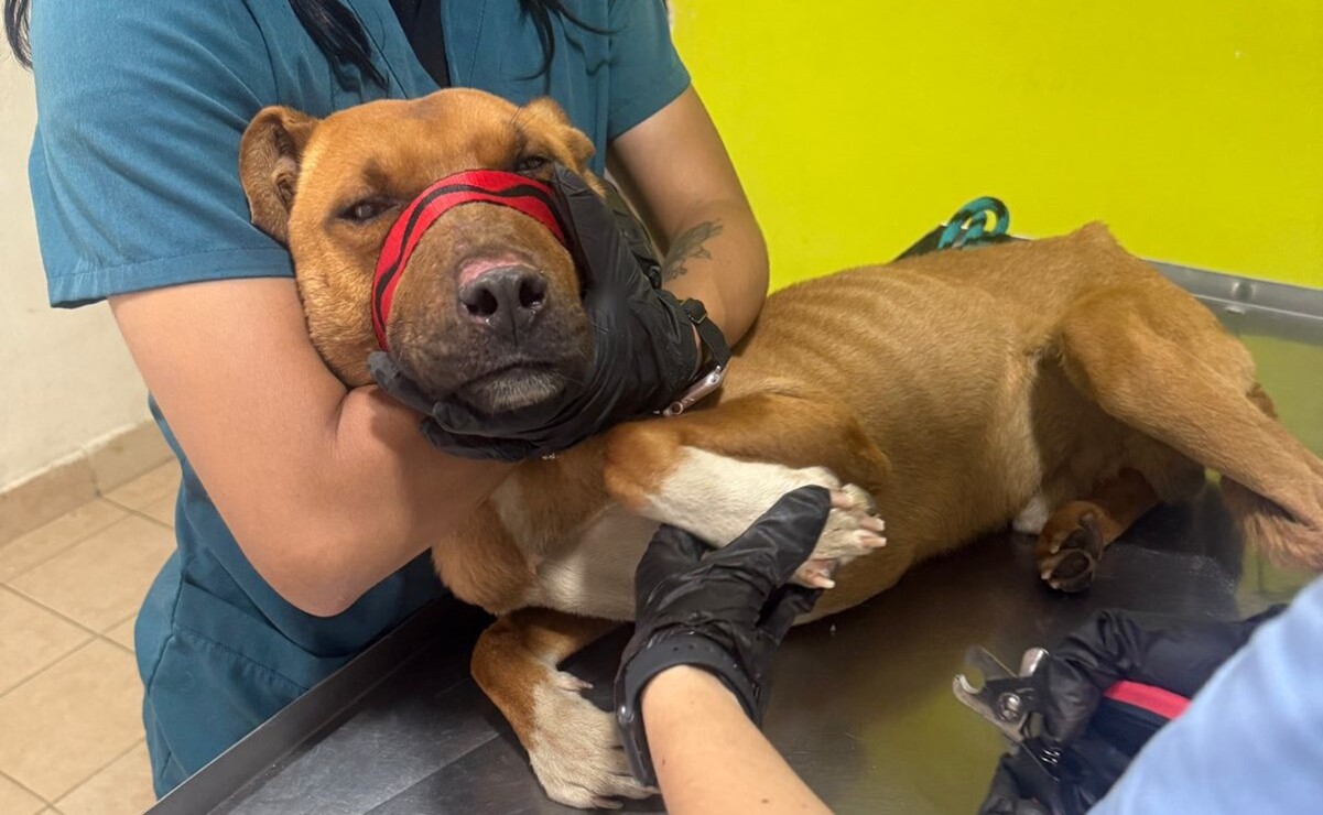 Toluca: Perros rescatados en San Pedro Totoltepec presentan estado de salud crítico
