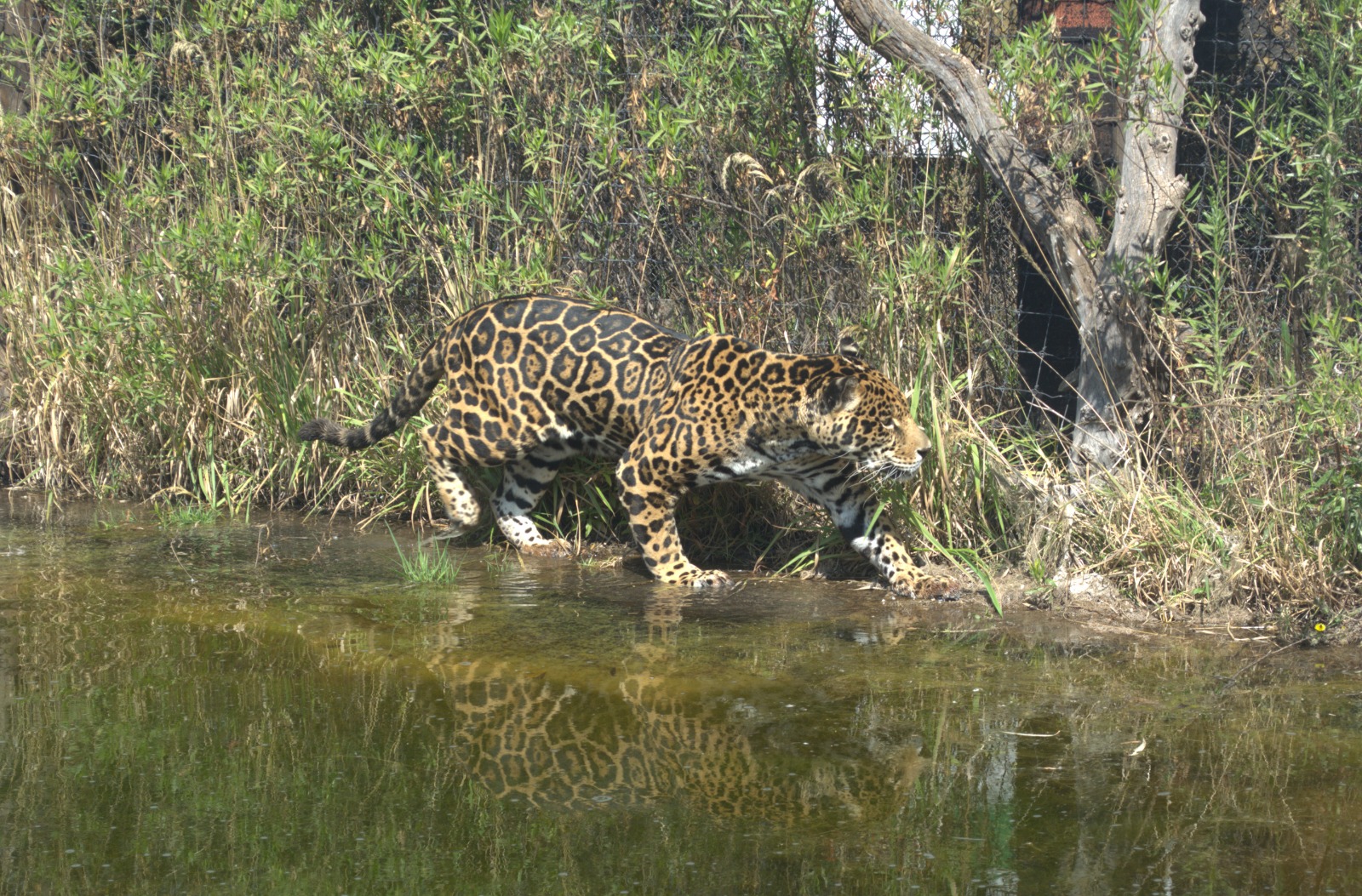 El programa, impulsado por Reino Animal, IPN y Ferrero, es un esfuerzo monumental para salvar al jaguar, especie bioindicadora de la salud de nuestros ecosistemas. Foto Isela Hinojoza / El Universal
