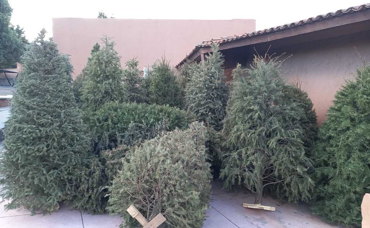 Los árboles son triturados y procesados para la elaboración de composta. / Foto Especial