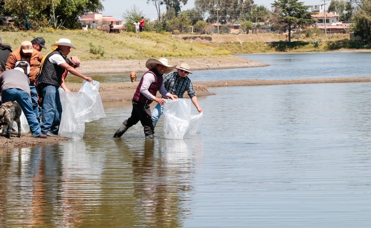Tras dos años de sequía, los niveles de agua han mejorado, permitiendo retomar la acuicultura. Foto: Especial