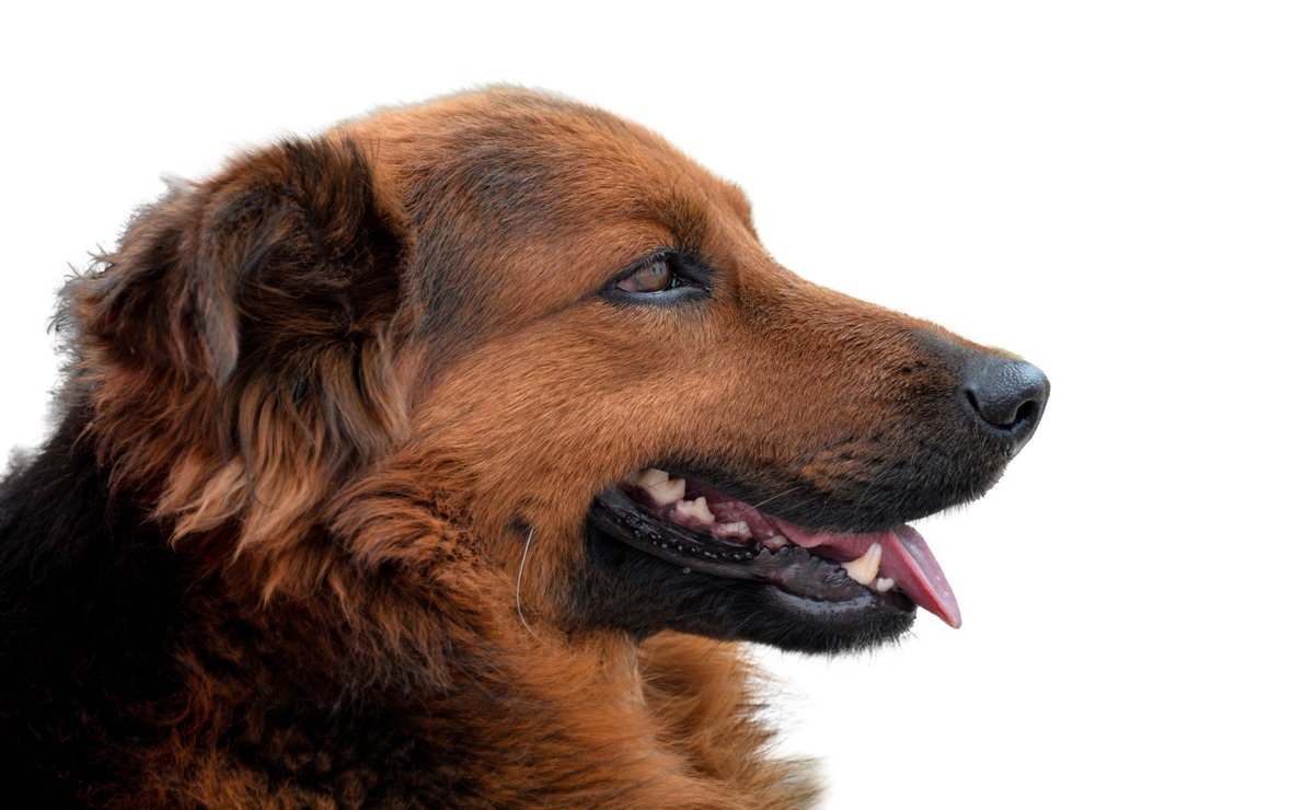 ¡Protege a tu mascota! Campaña gratuita de esterilización llega a Rayón este 4 de julio 