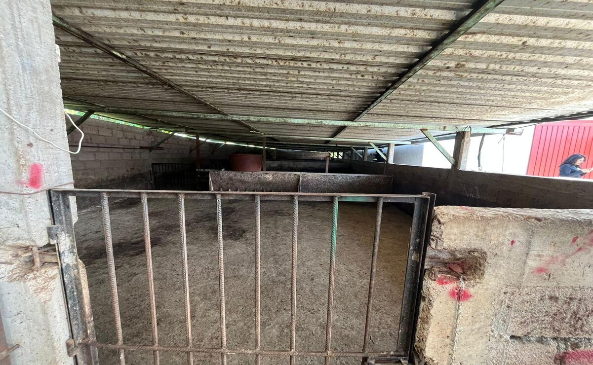 Tejupilco: Roban 60 cerdos de inmueble asegurado en la Operación Liberación