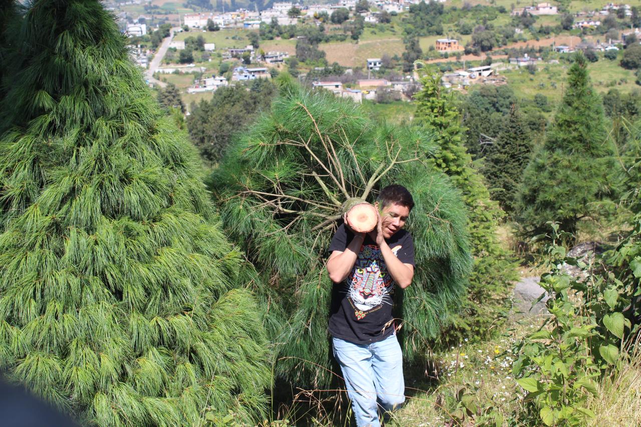 El corte de los árboles no provoca deforestación / Foto Karen Aldama