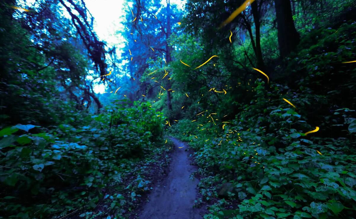 Santuarios de Luz: Los mejores municipios del Edomex para admirar luciérnagas