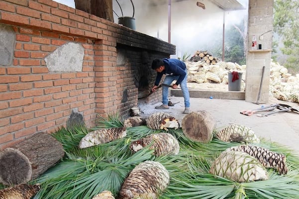 ¡A viajar se ha dicho! Nace la “Ruta del Mezcal y de la Flor” para enamorarte del sur del Edomex
