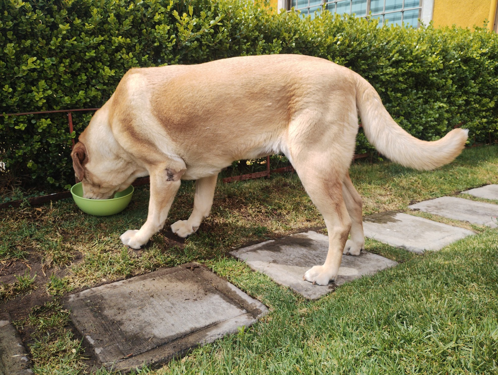 Se publicó un reglamento que detalla las condiciones de acceso y estancia temporal de los animales / Foto Especial