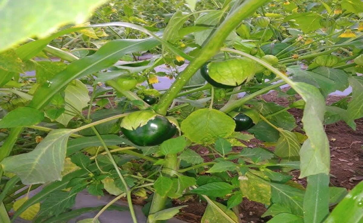 El precio tradicional de una caja de tomate alcanza los 350 pesos / Foto Especial