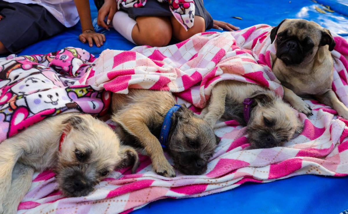 ¡Basta de crueldad! Comparativa del maltrato animal en México