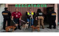 Rescatan a 33 perros y seis felinos en Ecatepec tras denuncia por posible maltrato