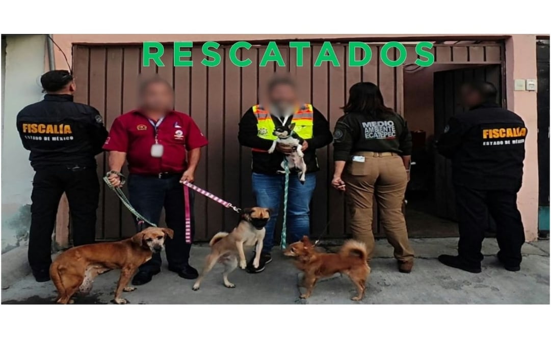 Autoridades rescataron a 33 perros y seis felinos durante un cateo en Ecatepec. Foto especial