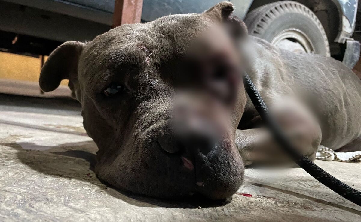 Detienen a sujeto por golpear a un perrito en calles de Ecatepec