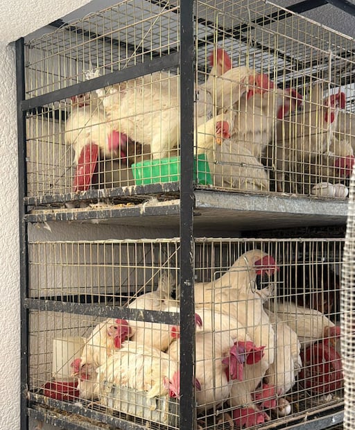 Los animales decomisados fueron trasladados a la Universidad Autónoma Chapingo para recibir atención veterinaria, evaluación y cuidados especializados. Foto: especial