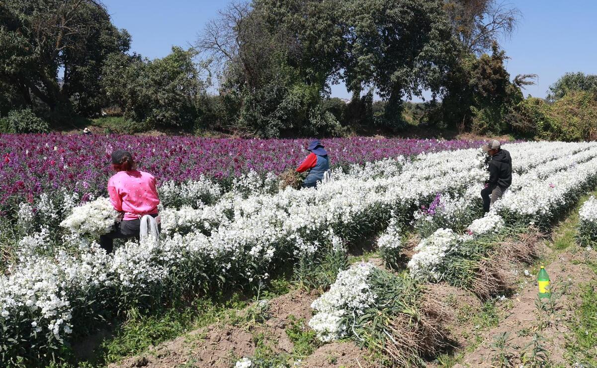 Cuatro días dura el corte de flor antes de su venta / Foto Alejandro Vargas