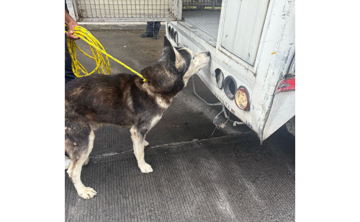 La denuncia ciudadana salva vidas. Gracias a un reporte, este canino ya recibe la atención que merece. Foto: Especial