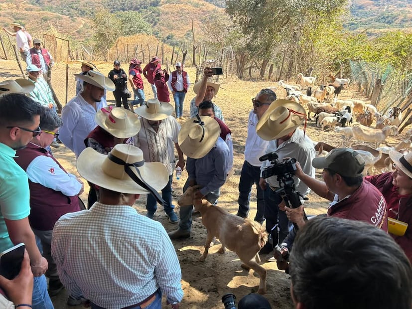 Ganaderos de la región sur intensifican la revisión de heridas en bovinos y caprinos para detectar larvas a tiempo. Foto Alejandro Vargas / El Universal