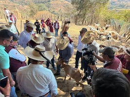 Registran 27 casos de gusano barrenador en el sur del Estado de México