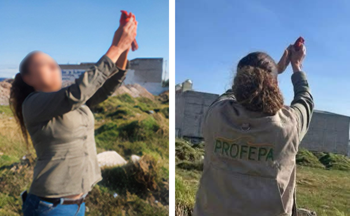 Las aves rescatadas en buen estado de salud fueron trasladadas al Parque Estatal Sierra Morelos en Toluca para su liberación. Foto Especial