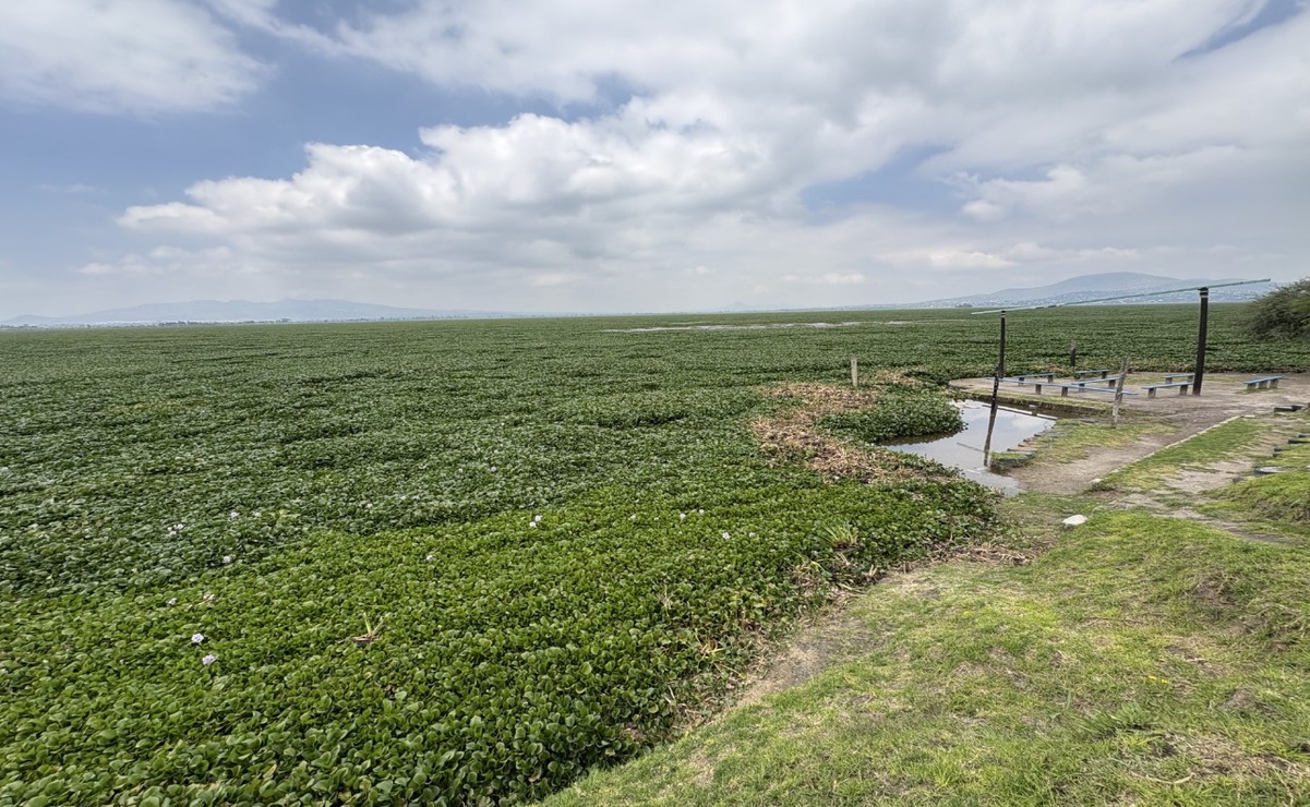 Rectificación de bordos y retiro de lirio: las claves del rescate para la Laguna de Zumpango