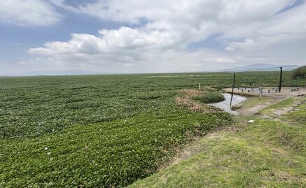 Rectificación de bordos y retiro de lirio: las claves del rescate para la Laguna de Zumpango
