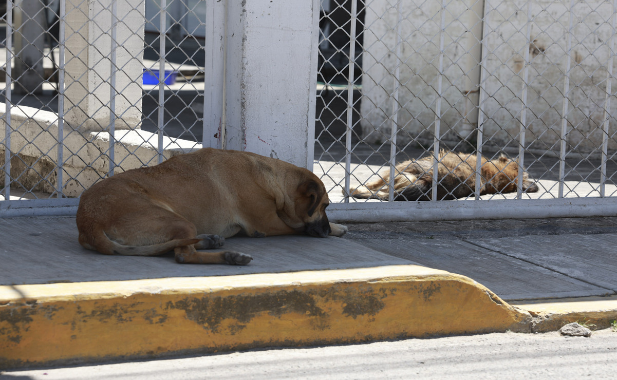 1 a 4 años de prisión y 300 a 500 días multa por maltrato animal / Foto Alejandro Vargas